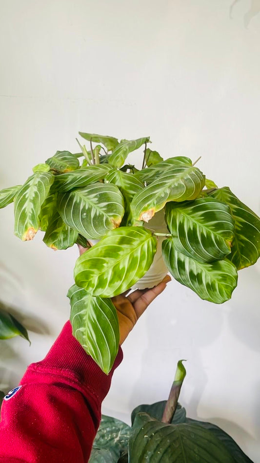 Maranta cat mostache