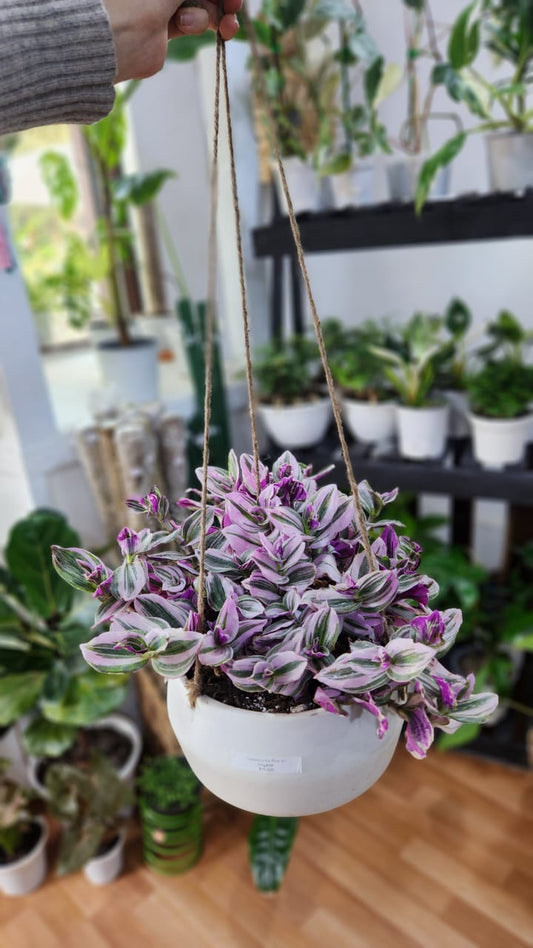 Tradescantia pink en maceta