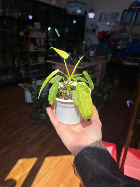 Filodendro florida ghost mint