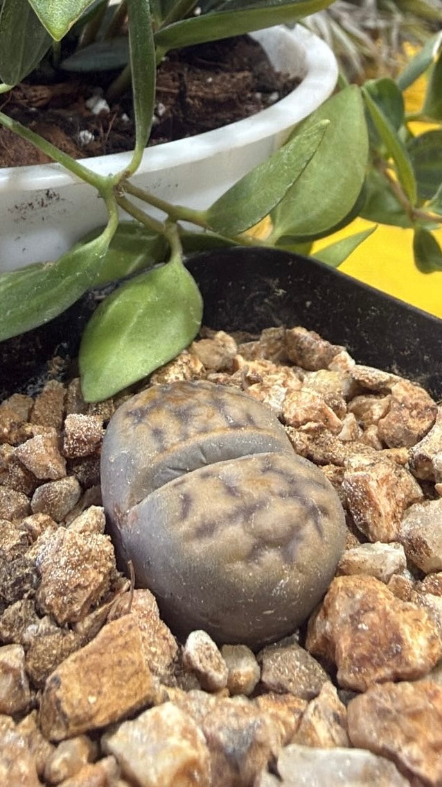 Lithops