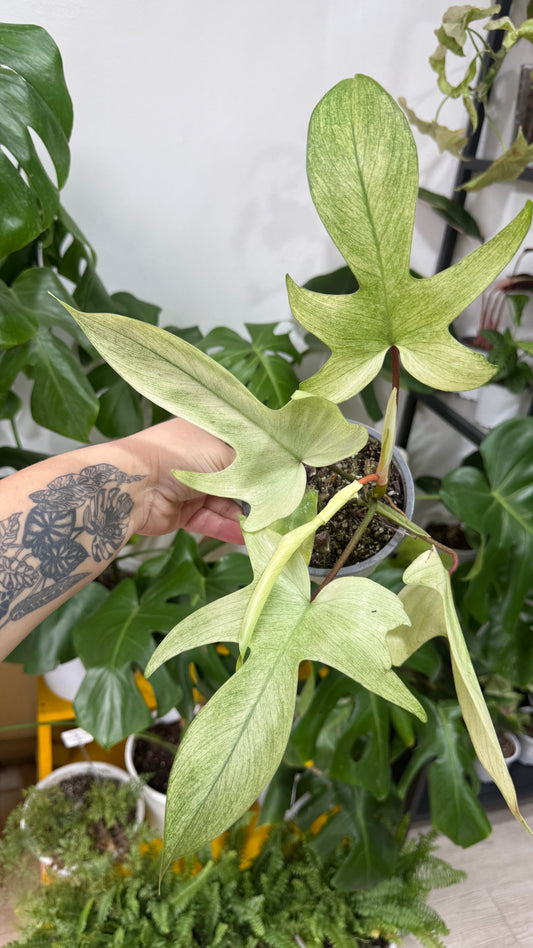 Filodendro florida ghost