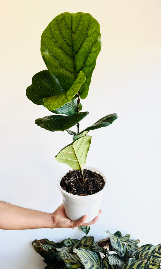 Ficus lyrata