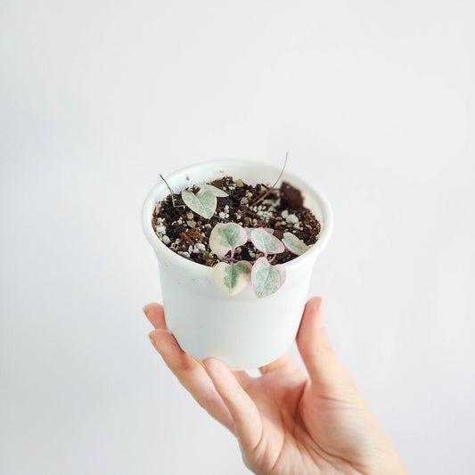 Ceropegia woodii variegada