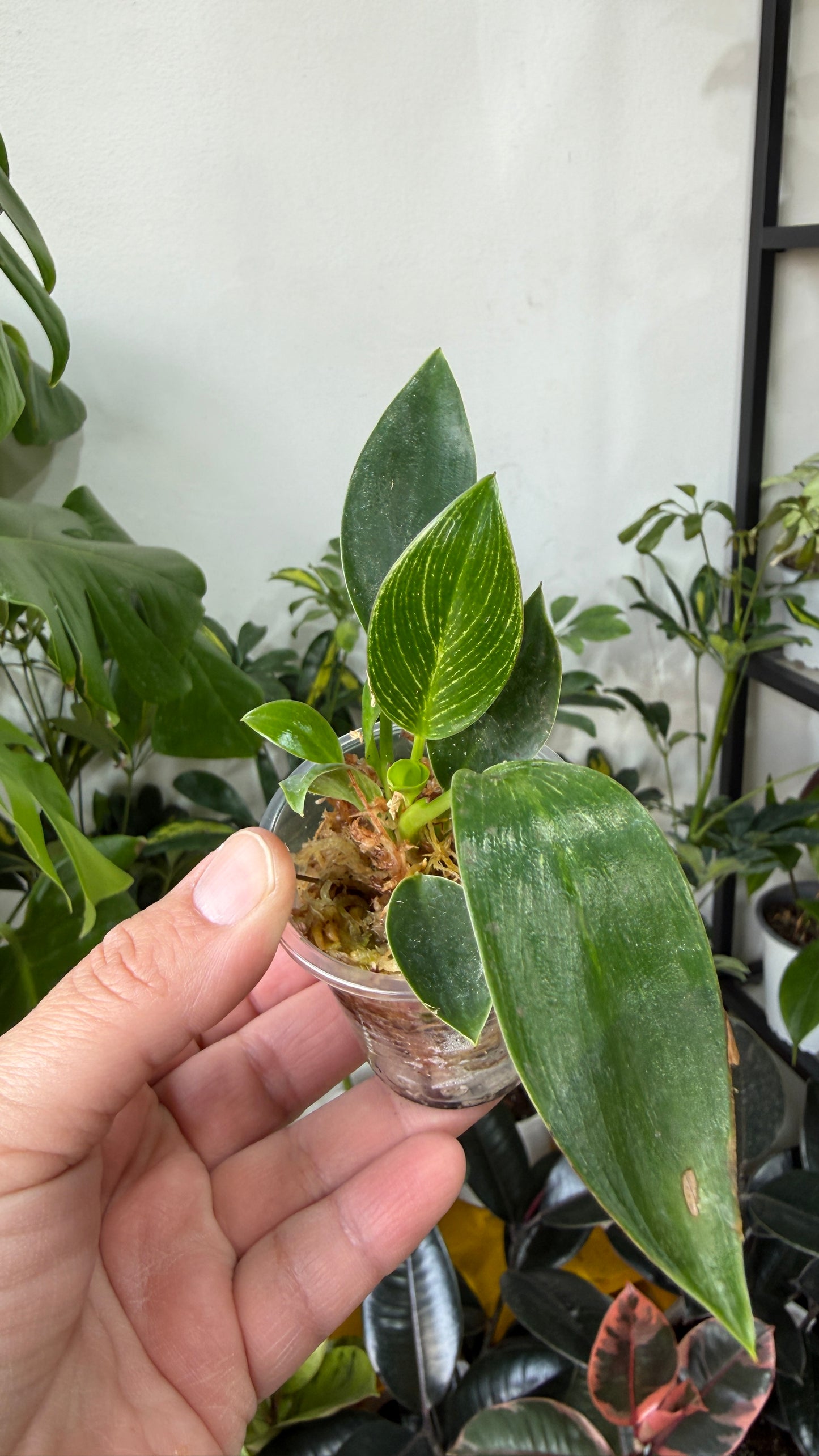 Baby plant