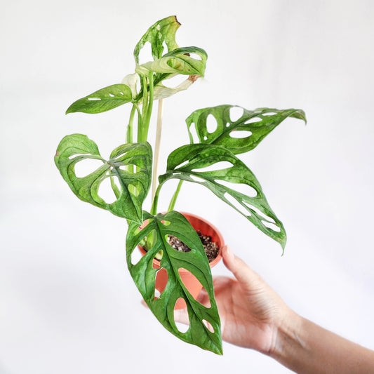Adansonii