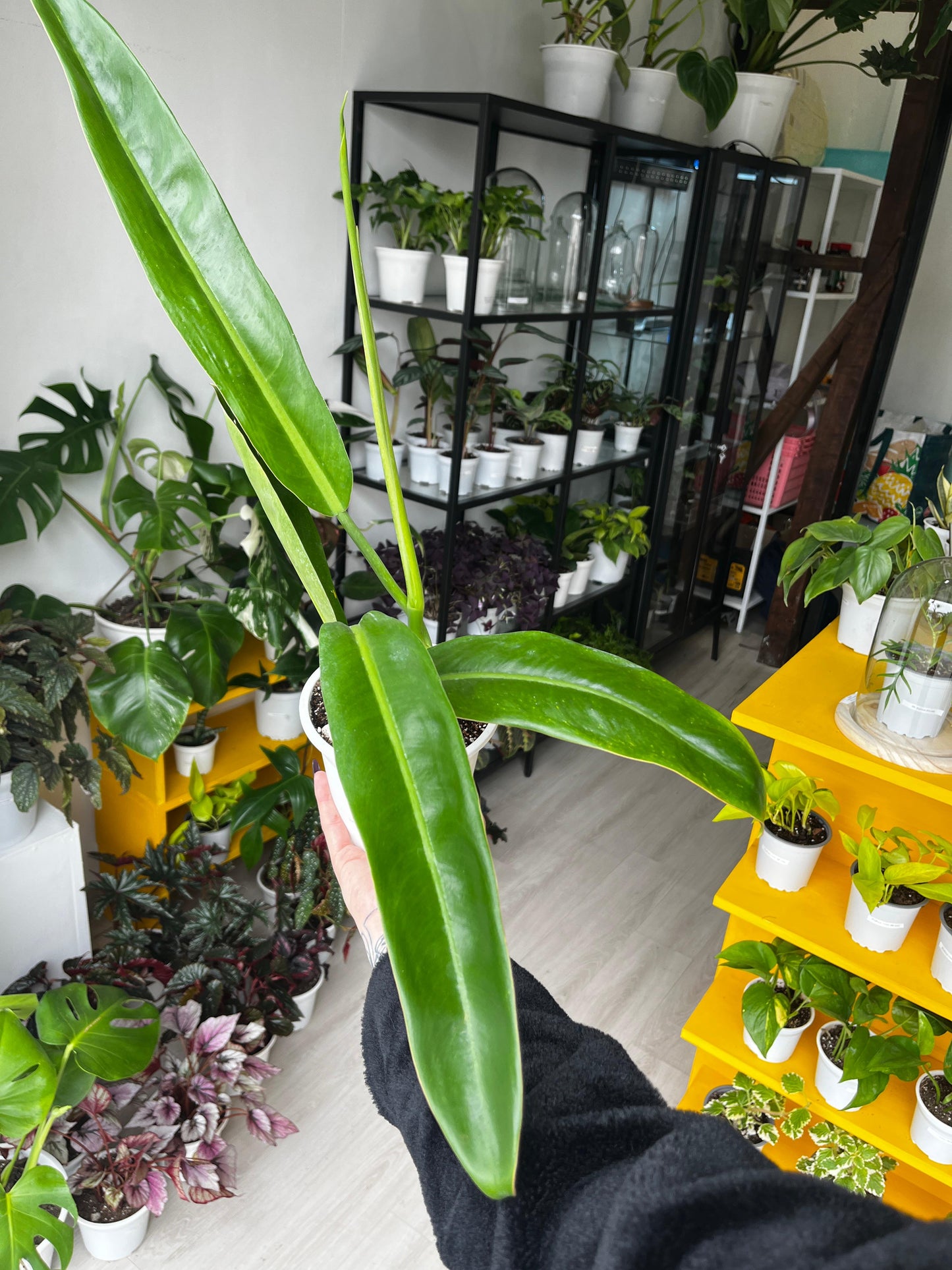 Filodendro longilaminatum