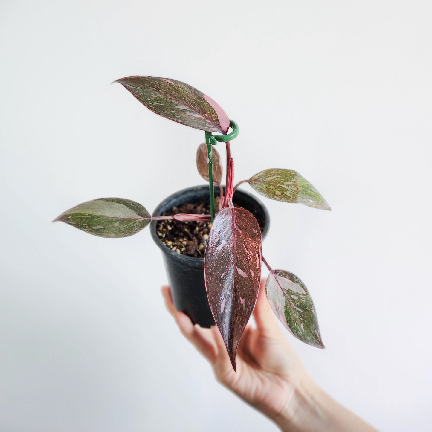 Filodendro pink galaxy