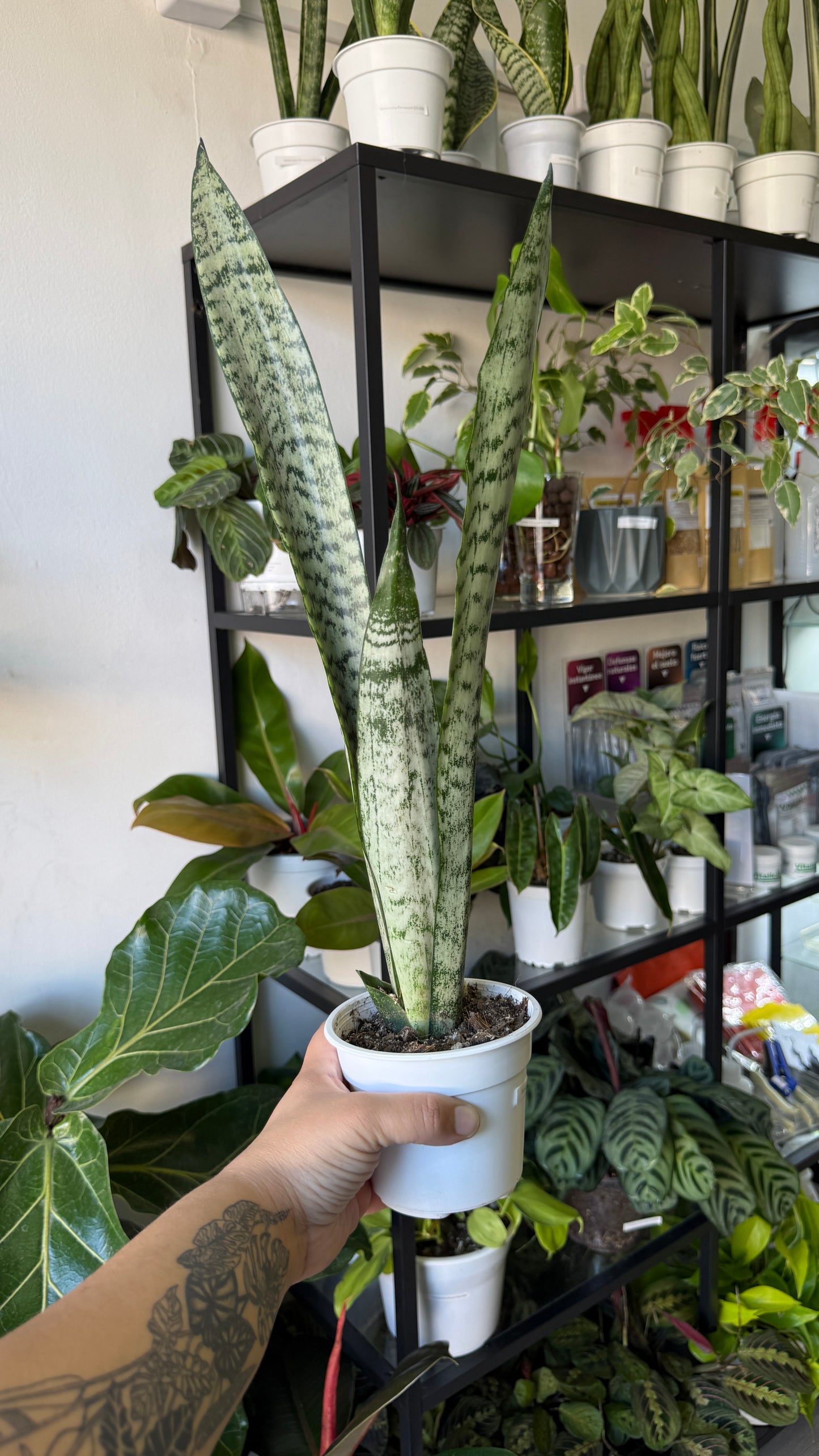 Sansevierias variedades