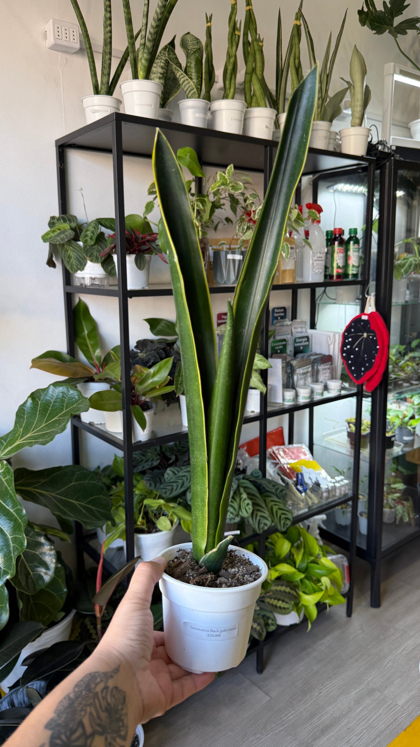 Sansevierias variedades