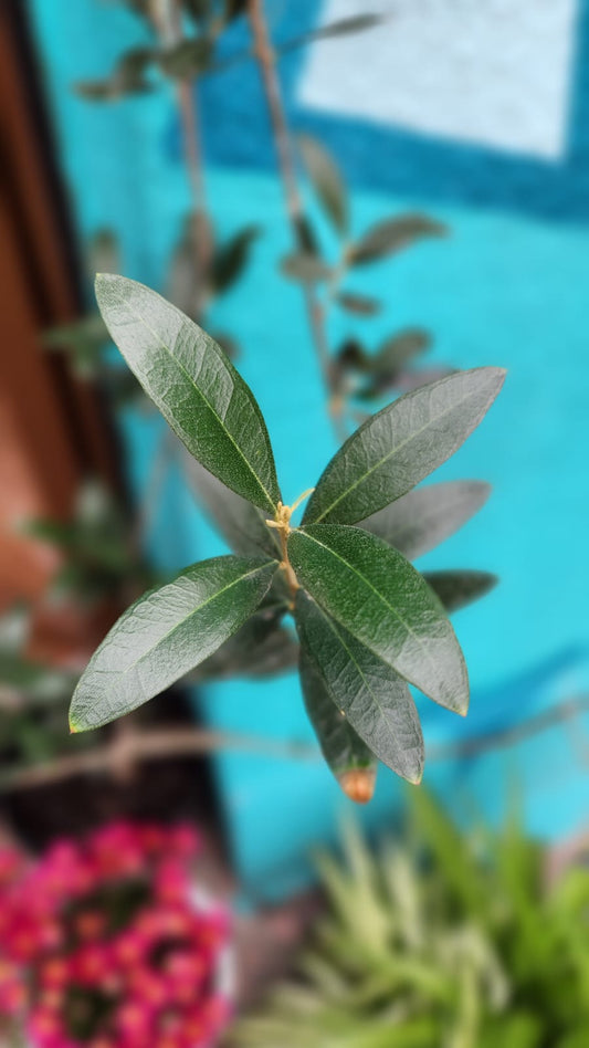 Olivo