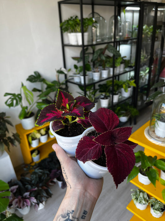 Coleus