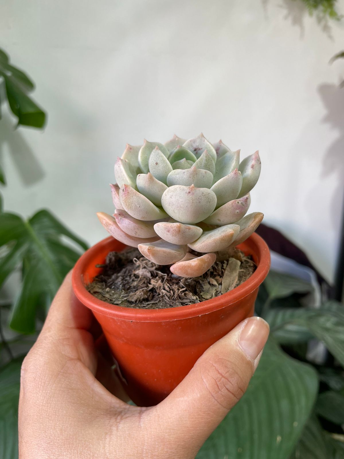 Suculentas y/o cactus
