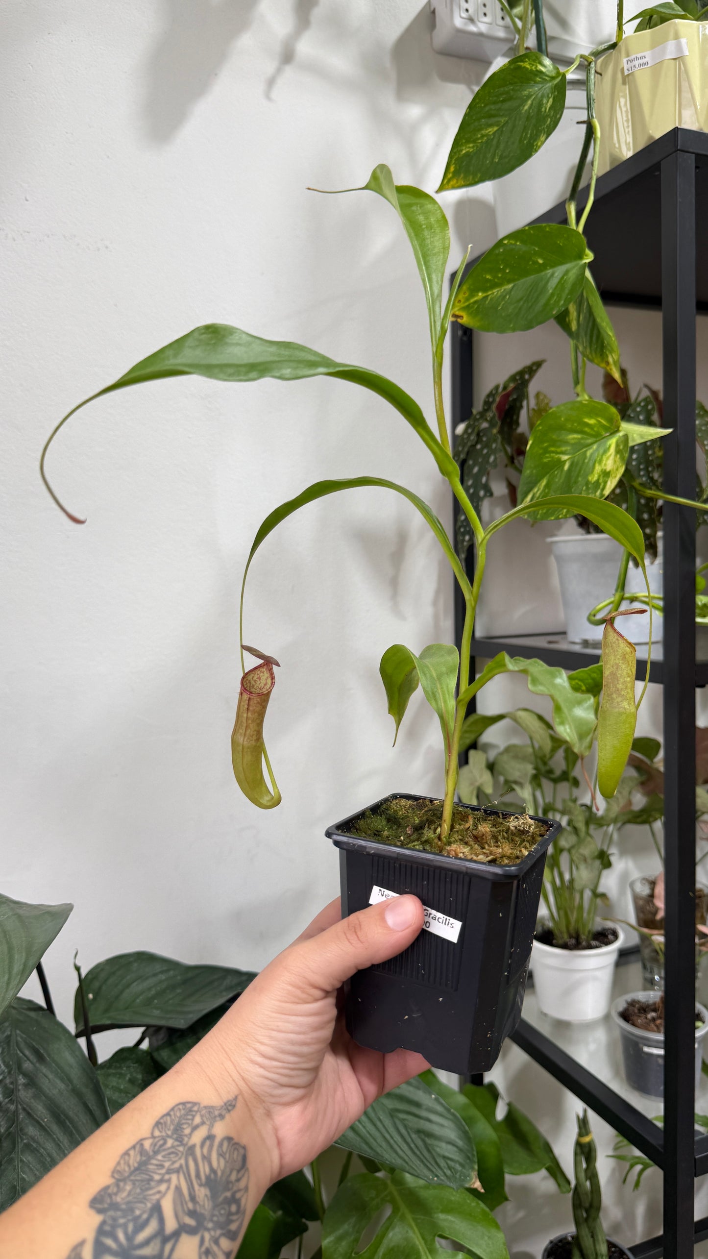 Plantas carnívoras