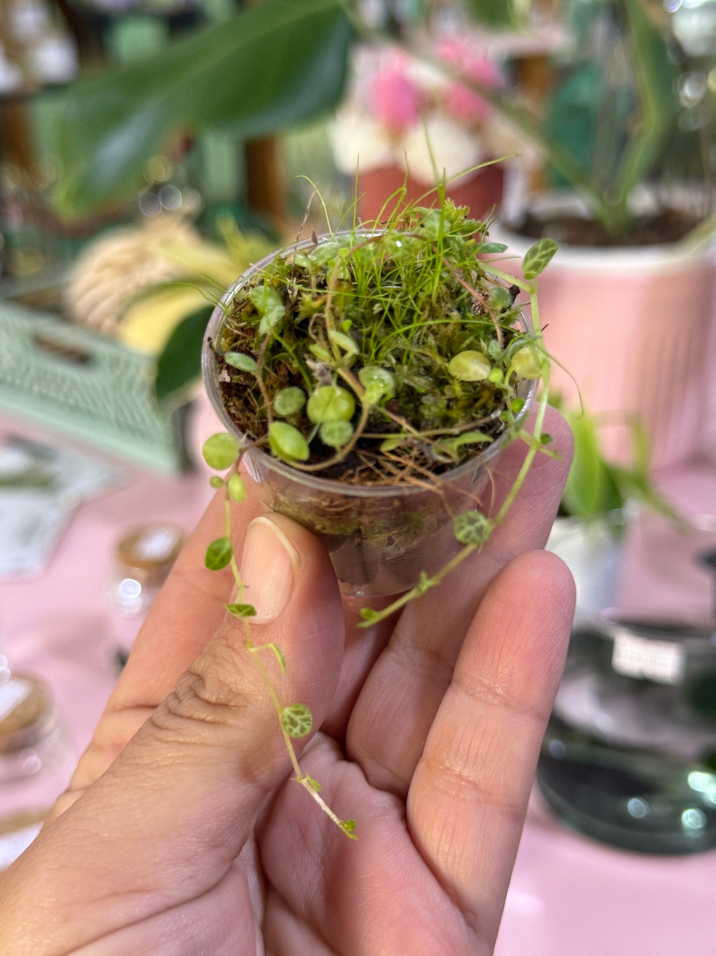Baby plant