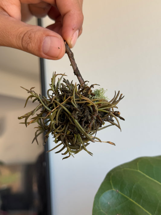 TILLANDSIA capilaris