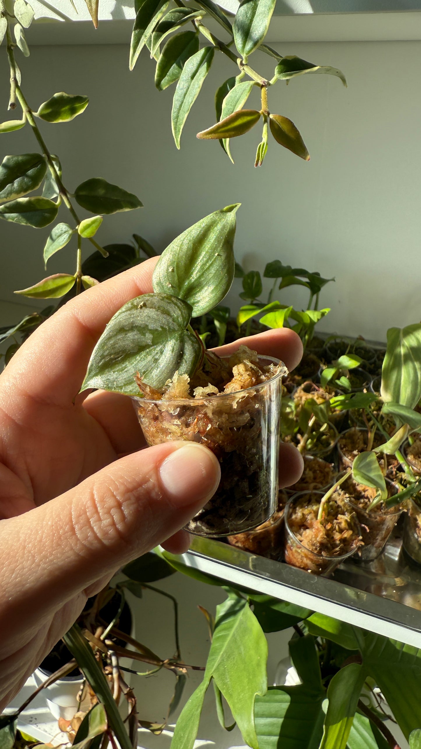 Baby plant