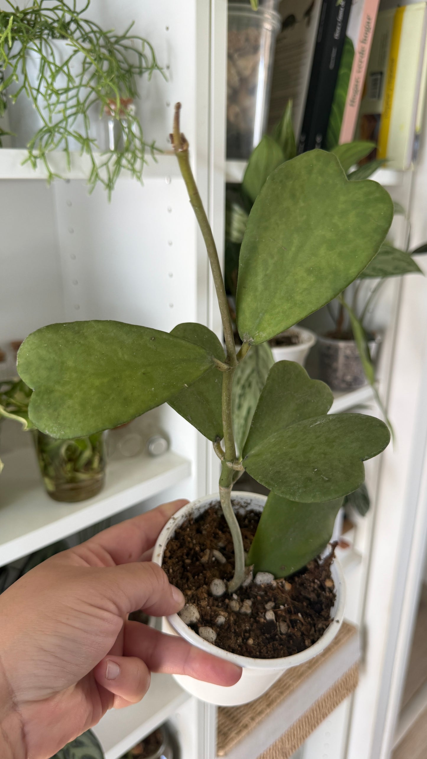 Hoya carnosa