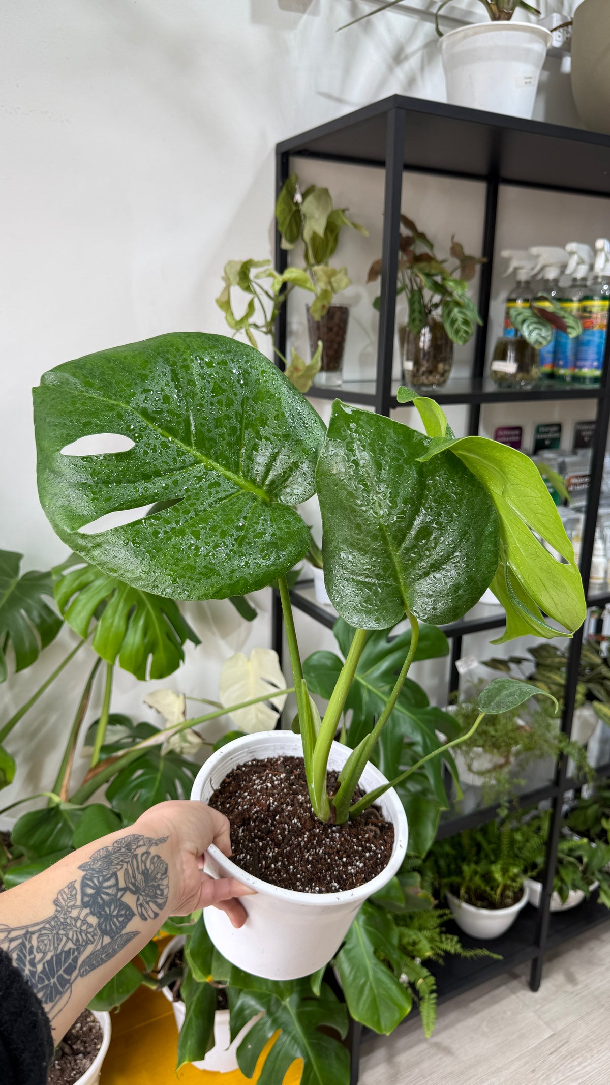Monstera