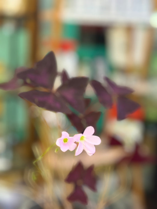 Oxalis triangularis