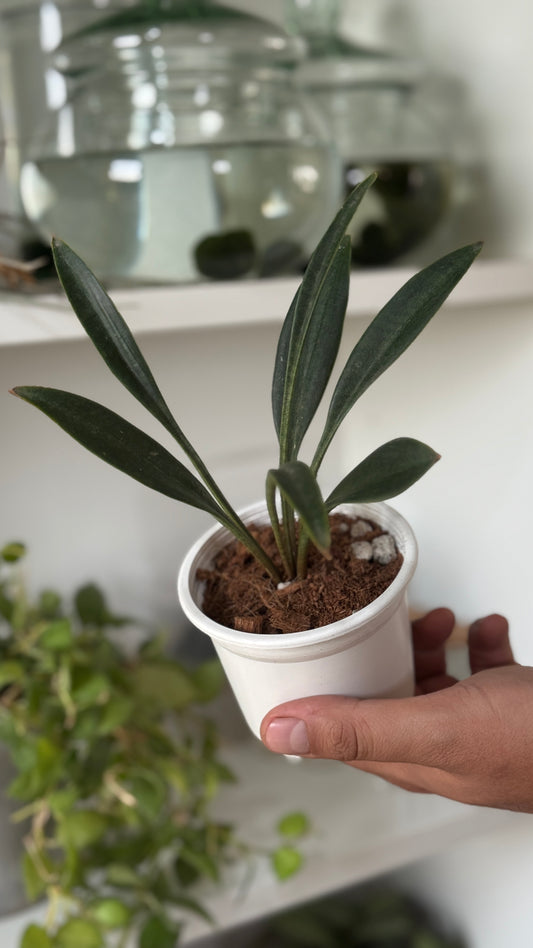 Sanseveria coccinea