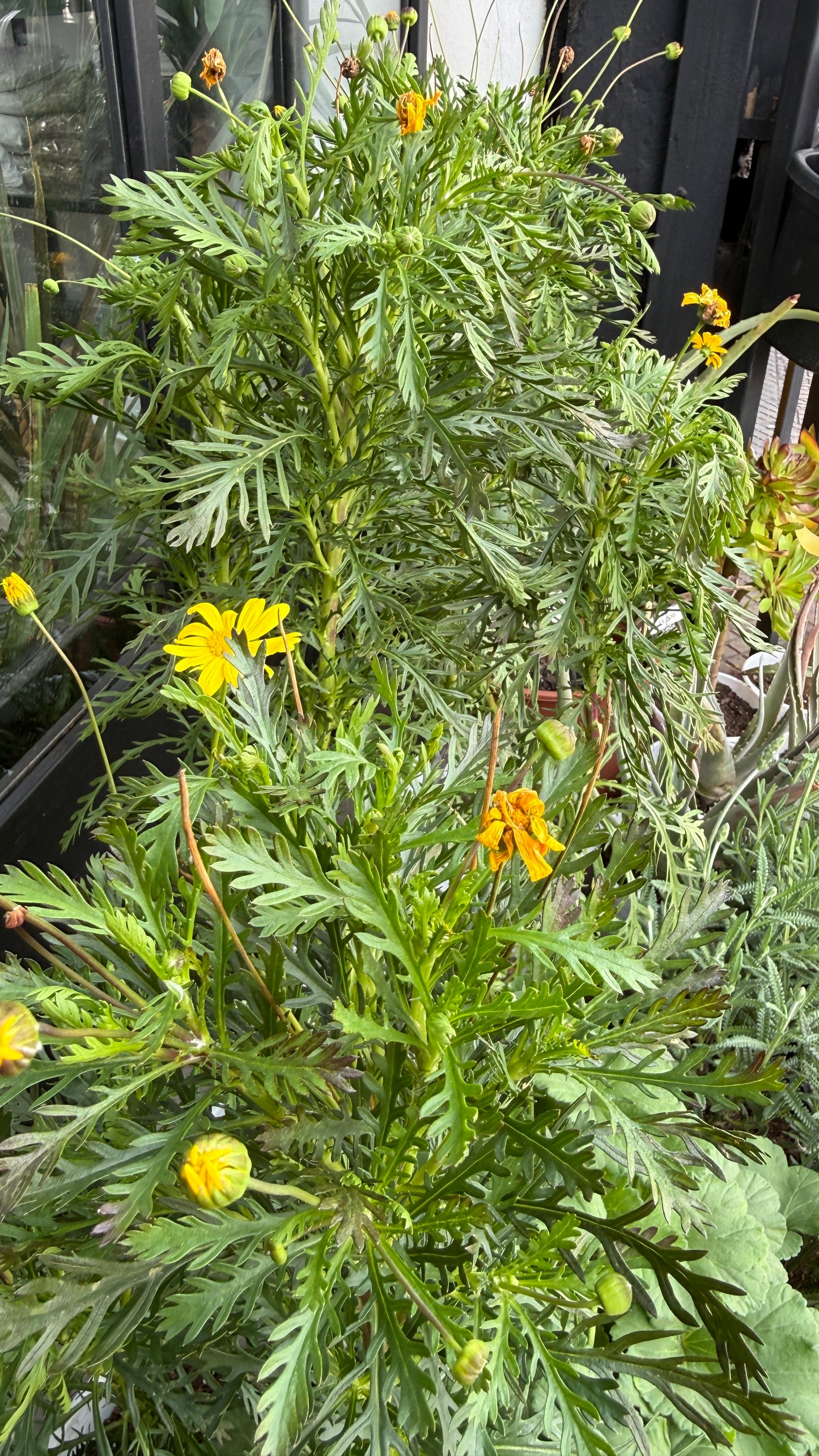Paquerette californiano