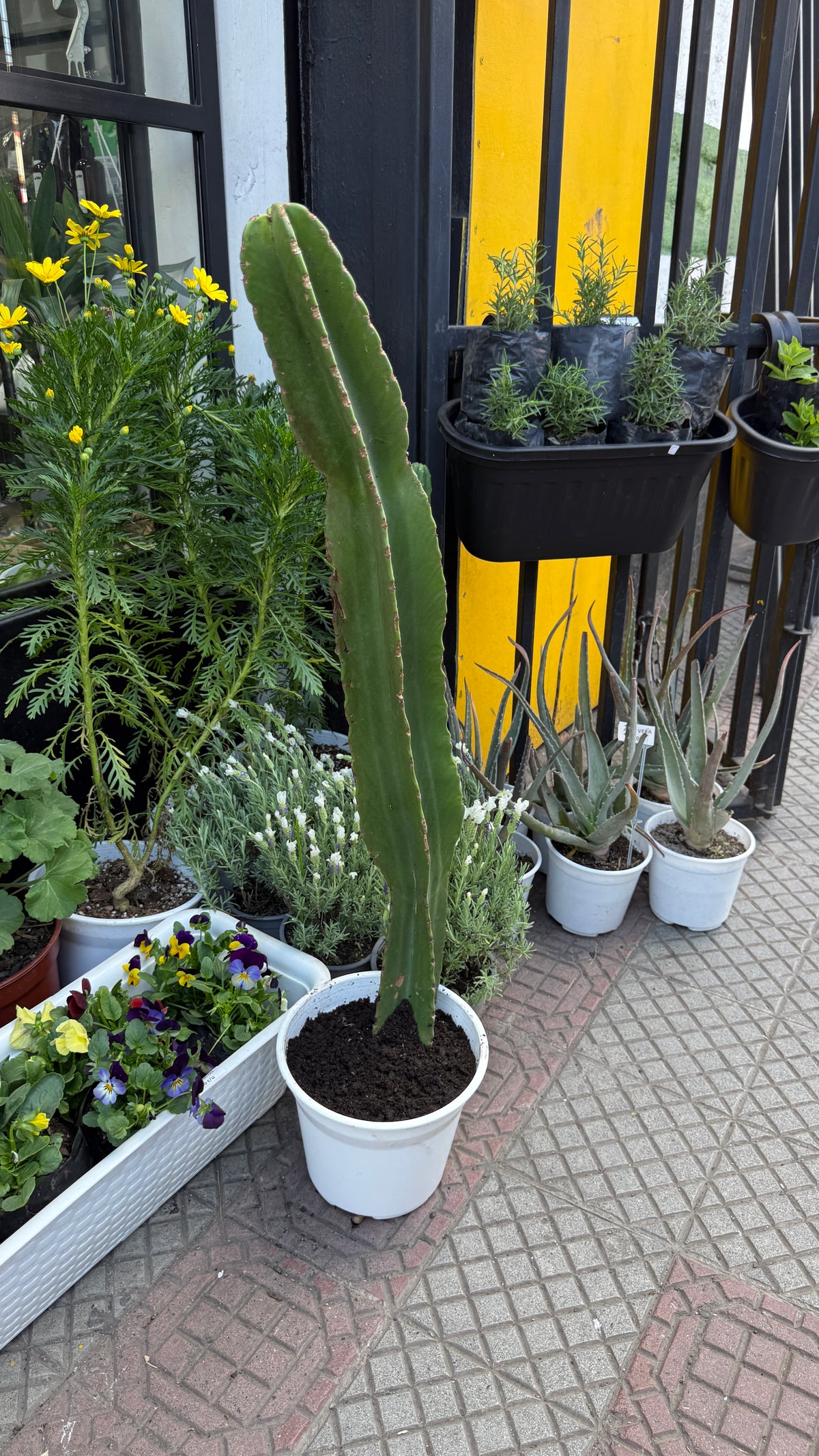 Euphorbia