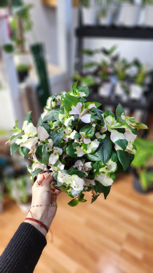 Tradescantia blushing bride