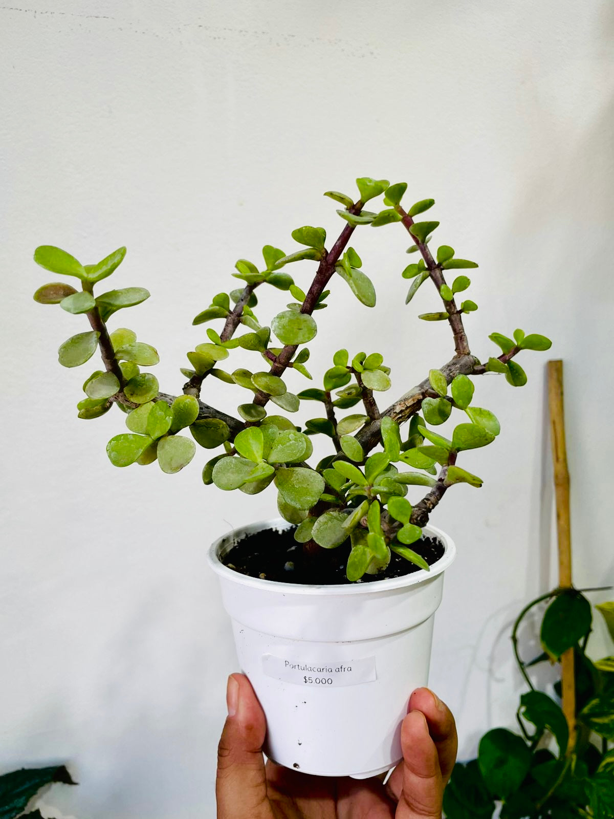 Portulacaria afra