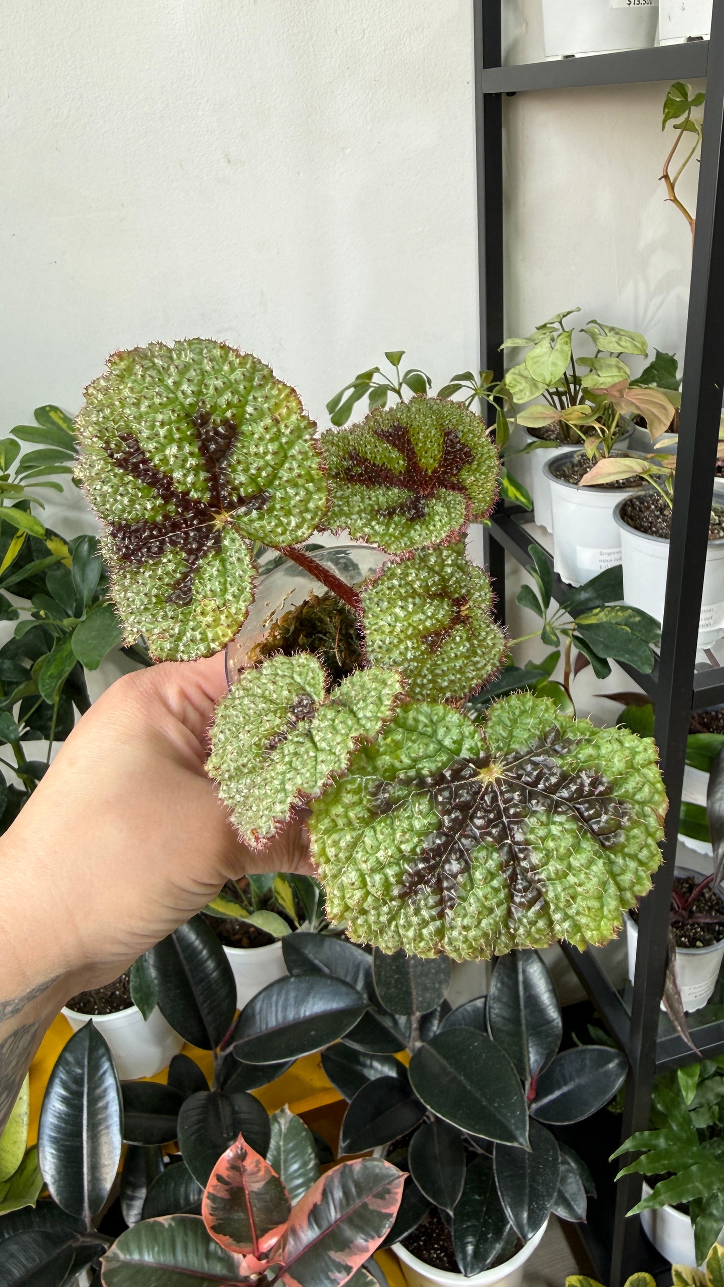 Baby plant