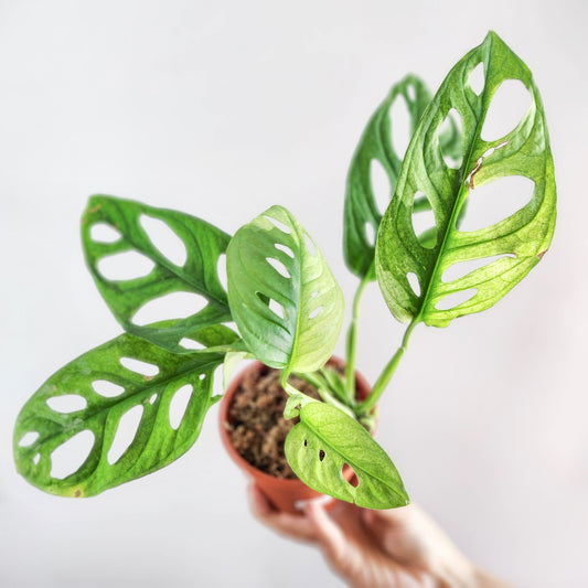 Monstera adansonii var.