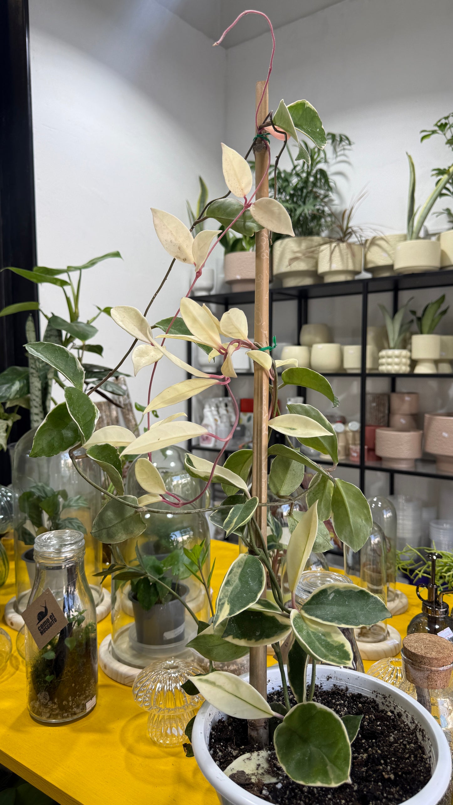 Hoya carnosa