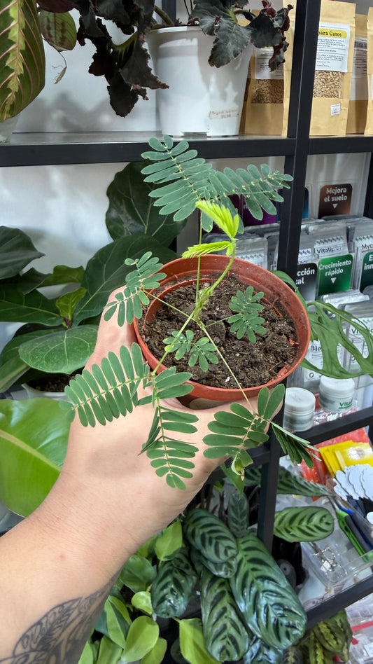 Mimosa sensitiva