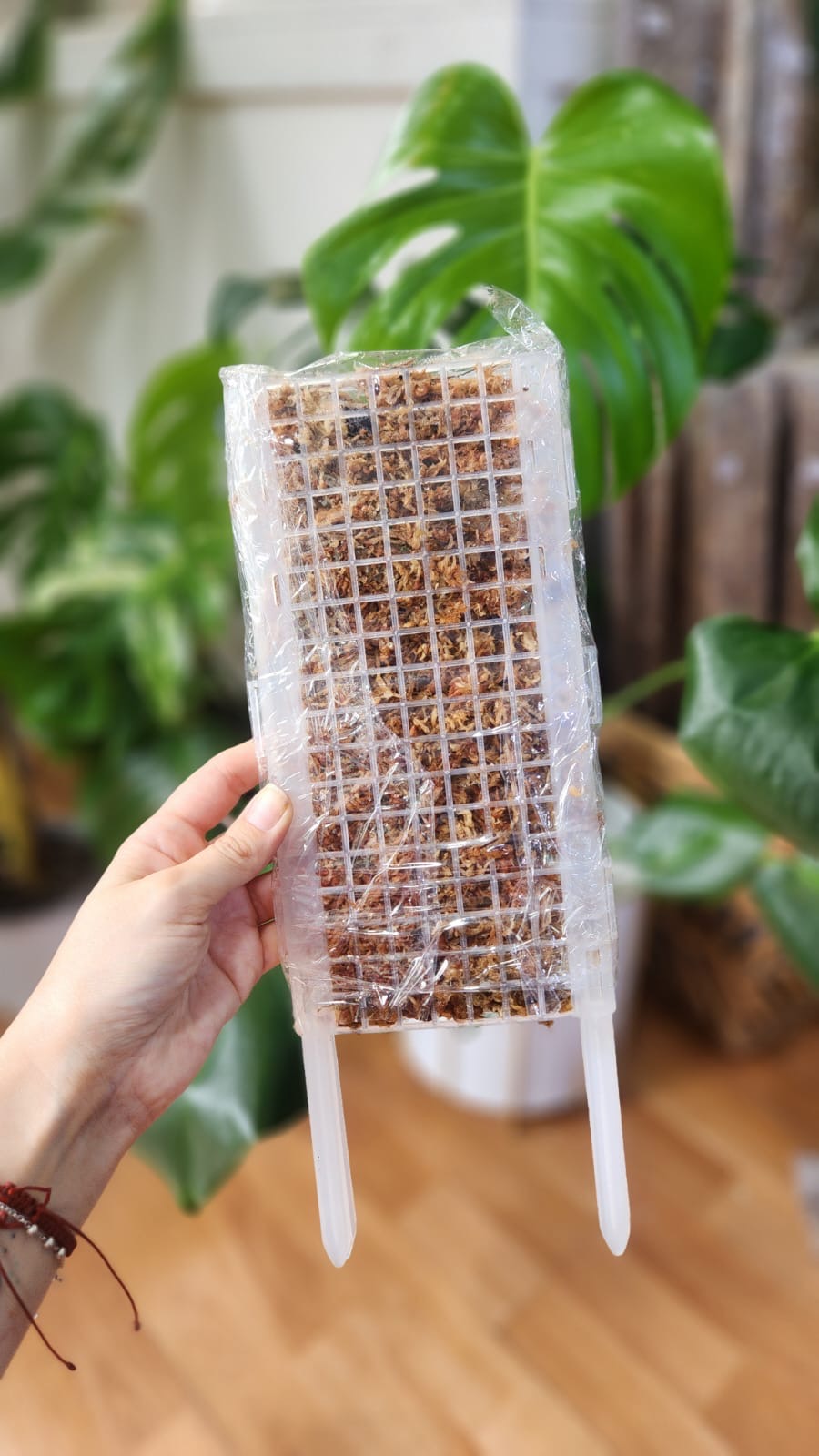 Tutor plano transparente