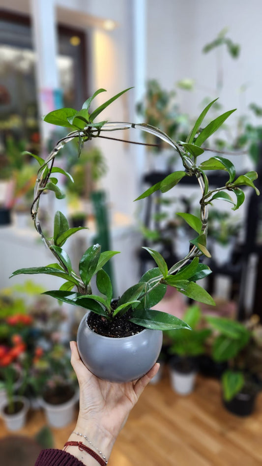Hoya con tutor y maceta