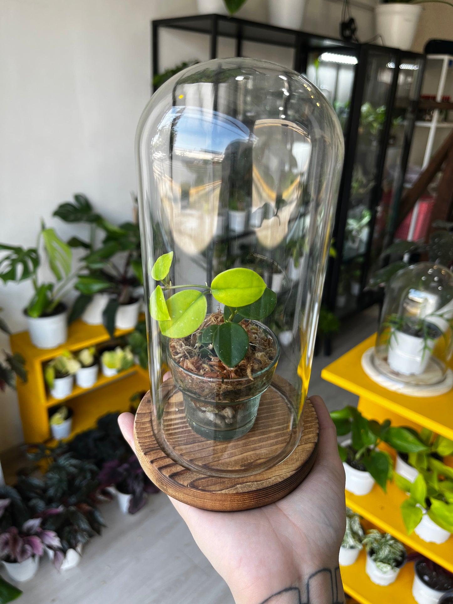 Cúpula 10 con planta