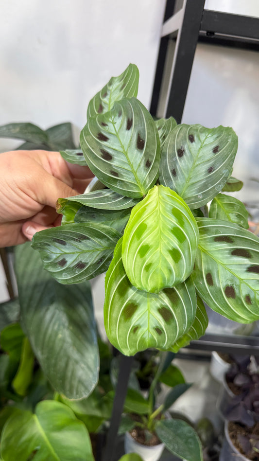 Maranta massageneana