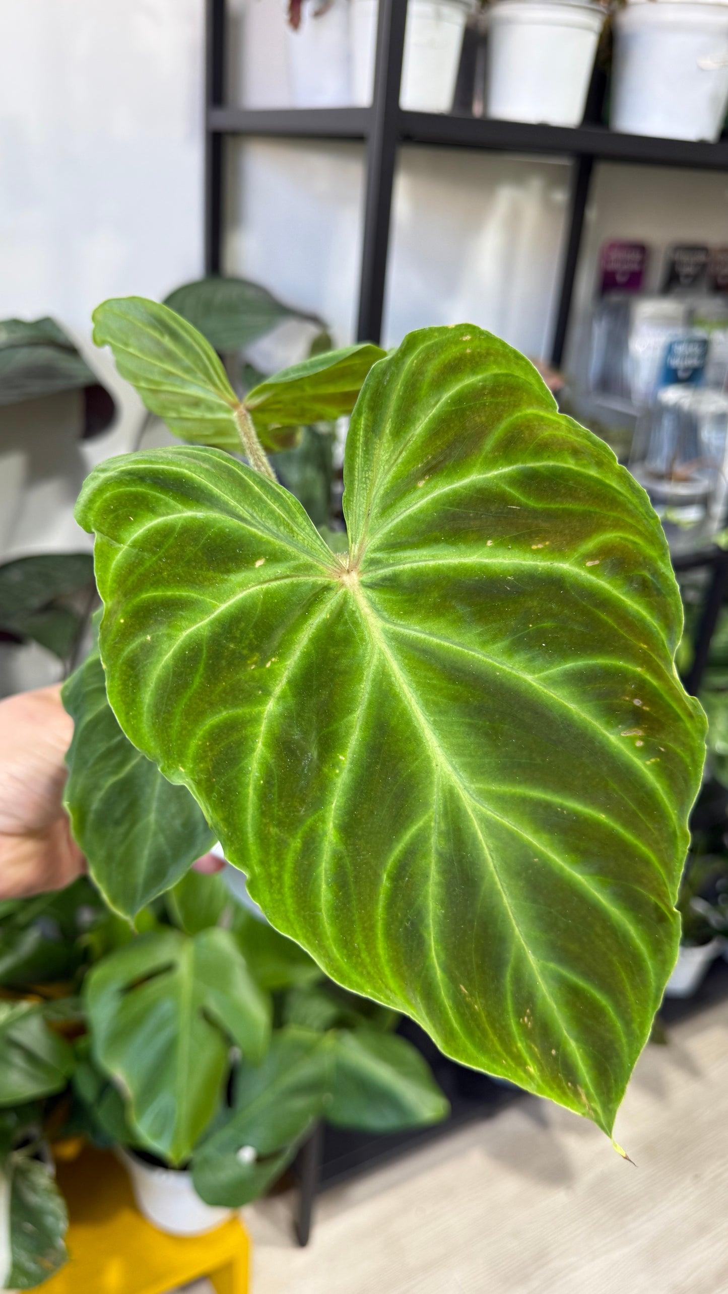 Filodendro verrucosum