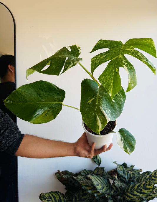 Monstera variegada