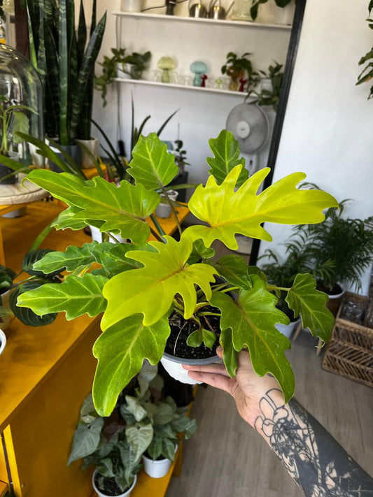 Filodendro xanadu golden