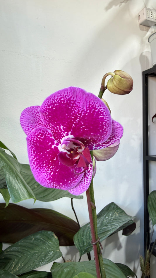 Orquídeas grandes