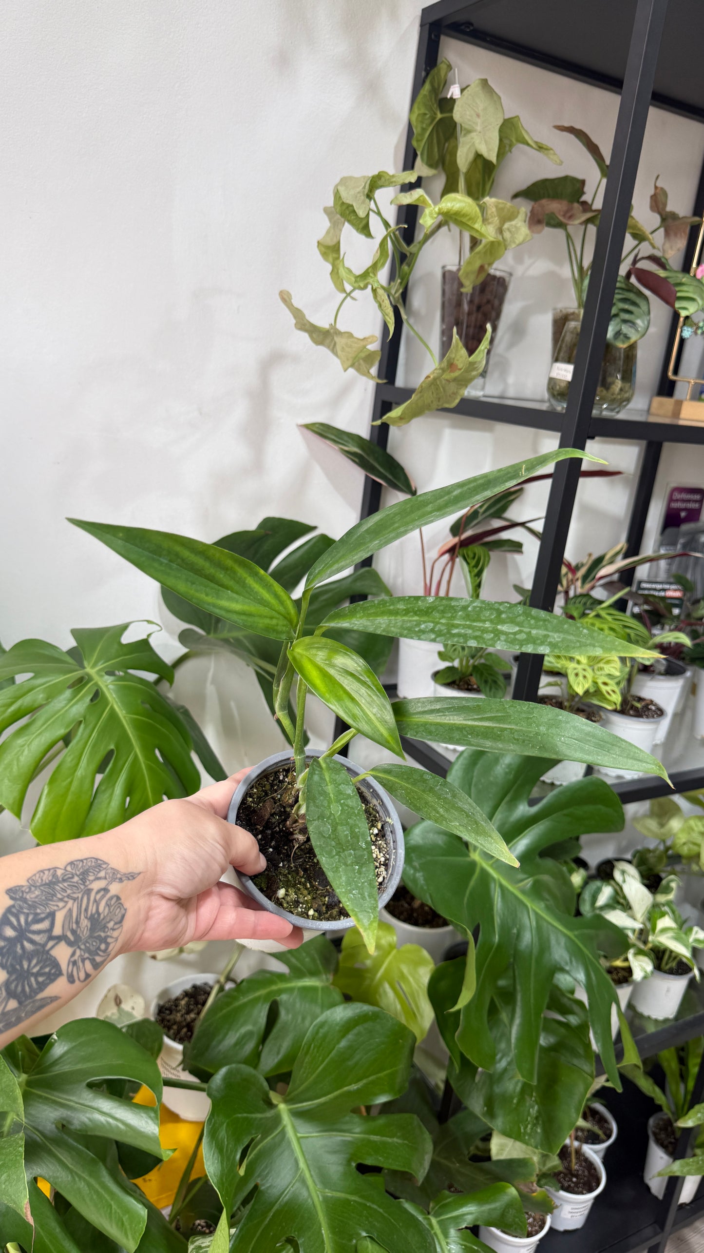 Epipremnum amplissimum