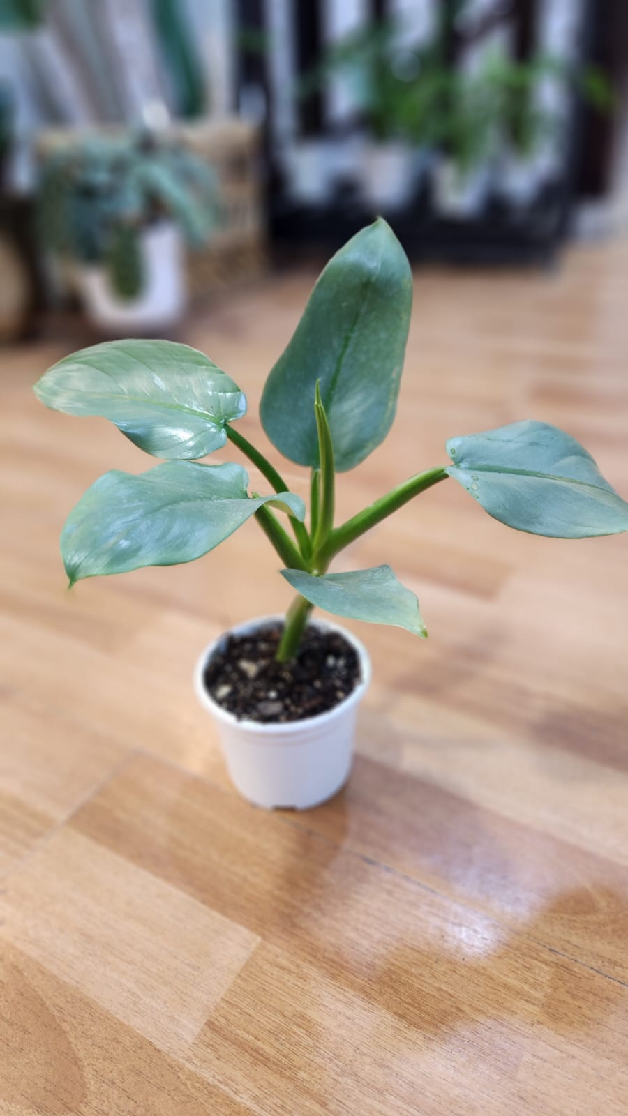 Filodendro hastatum silver xl