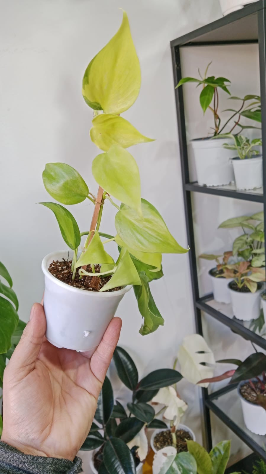 Cordatum Brasil