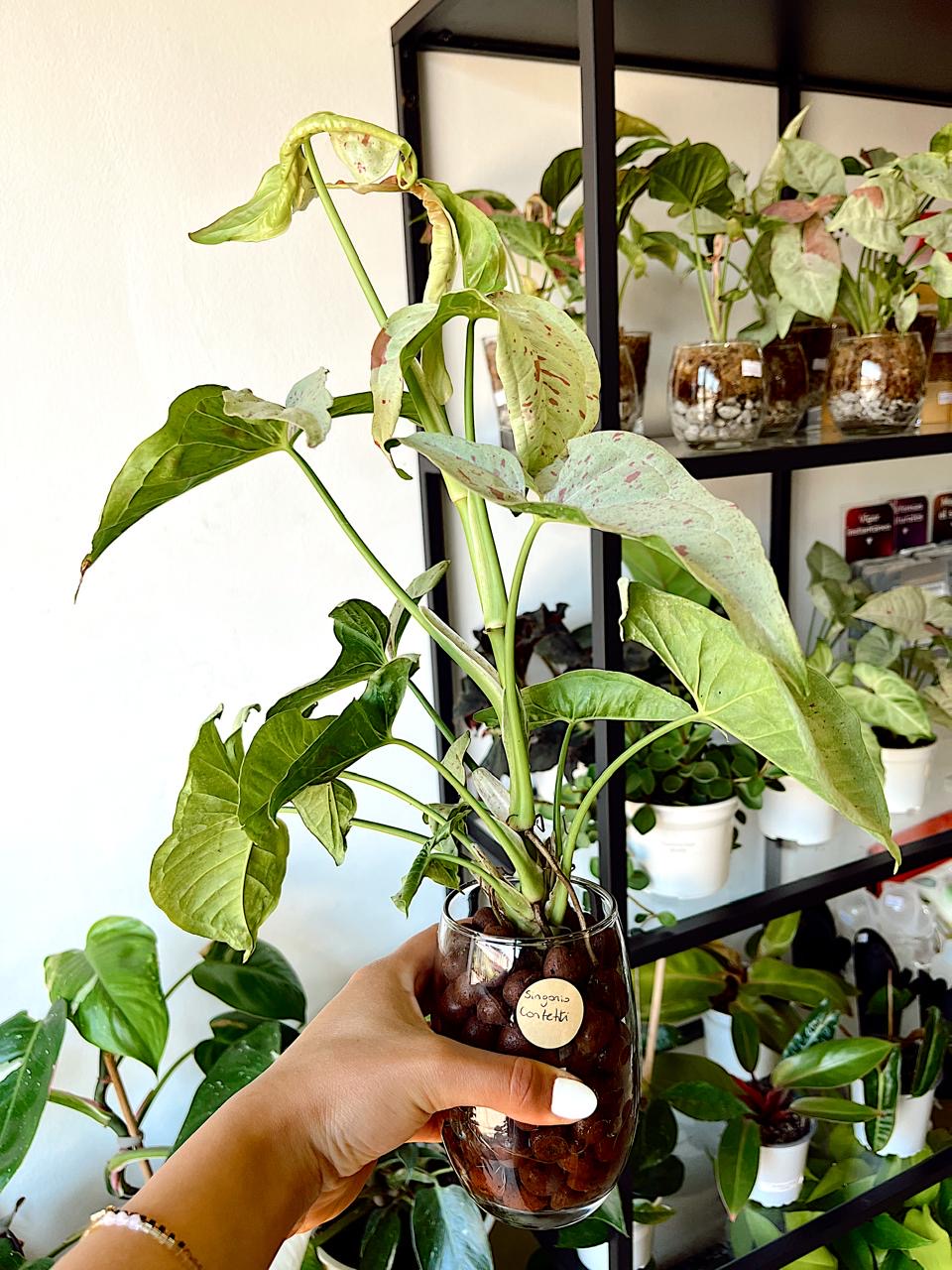 Plantas en vidrio (musgo y pómez)
