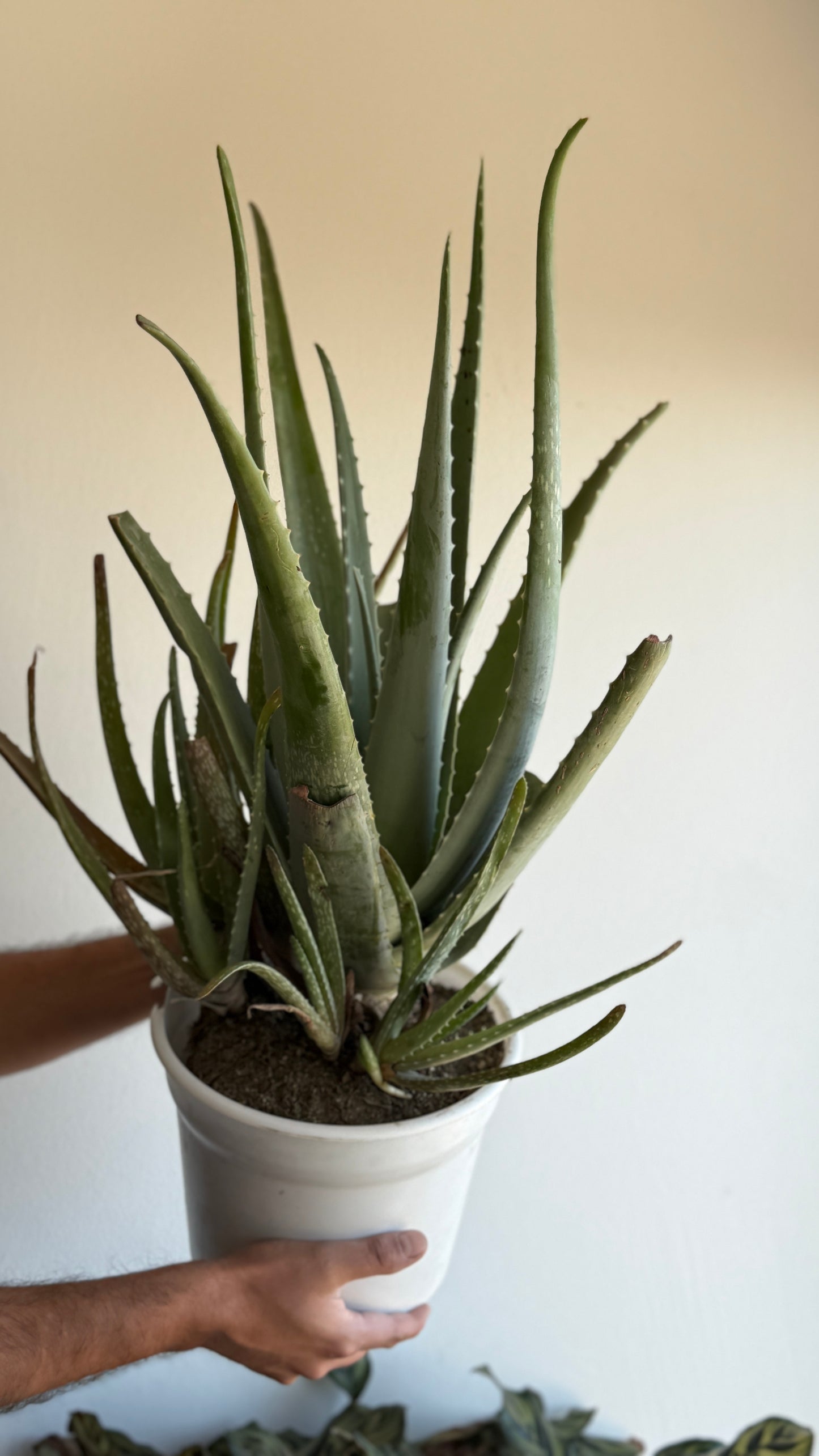 Aloe Vera