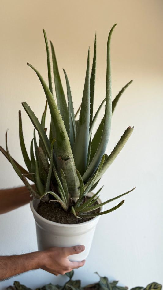Aloe Vera