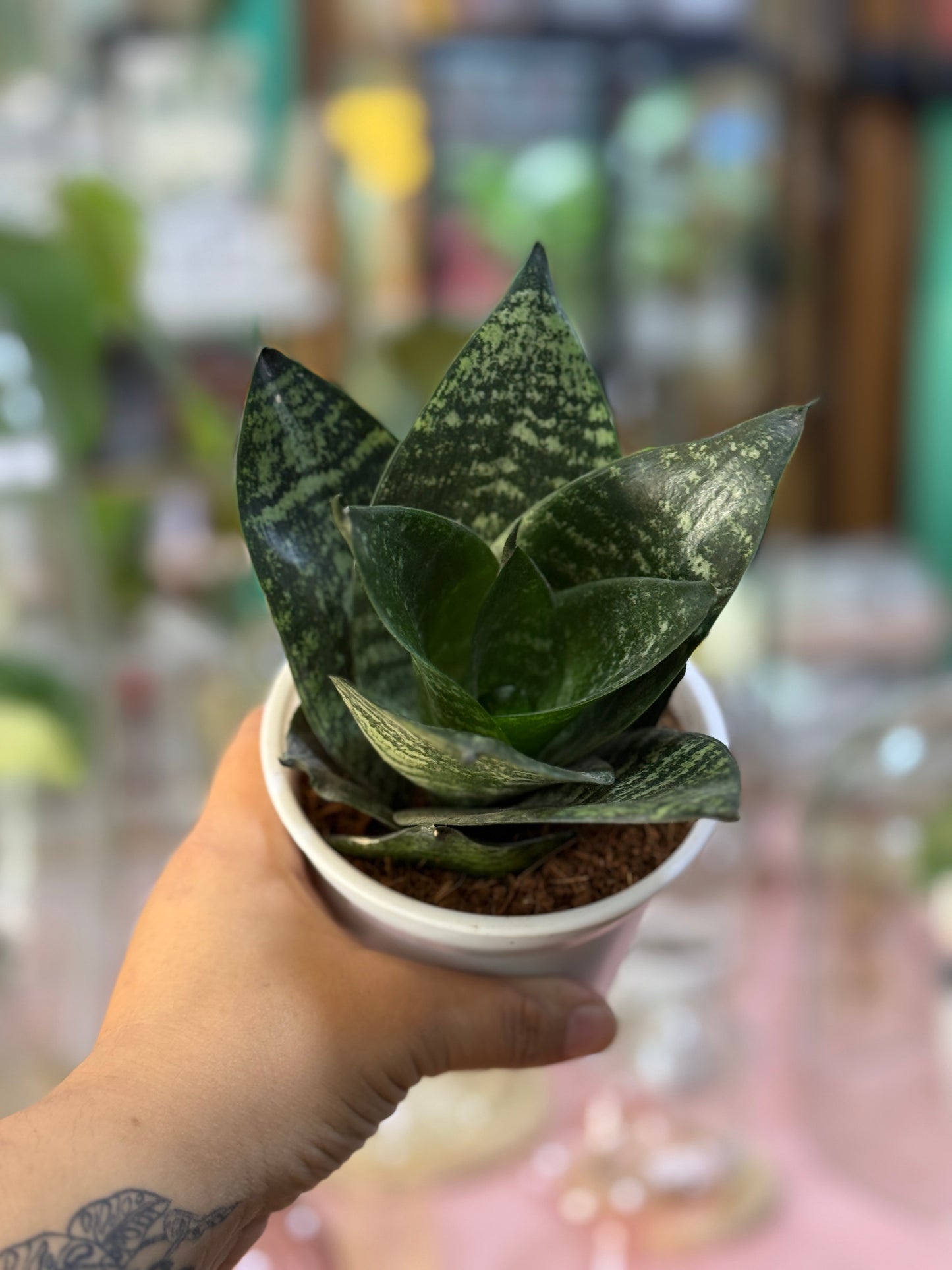 Sanseveria enana
