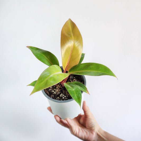 Filodendro prince orange