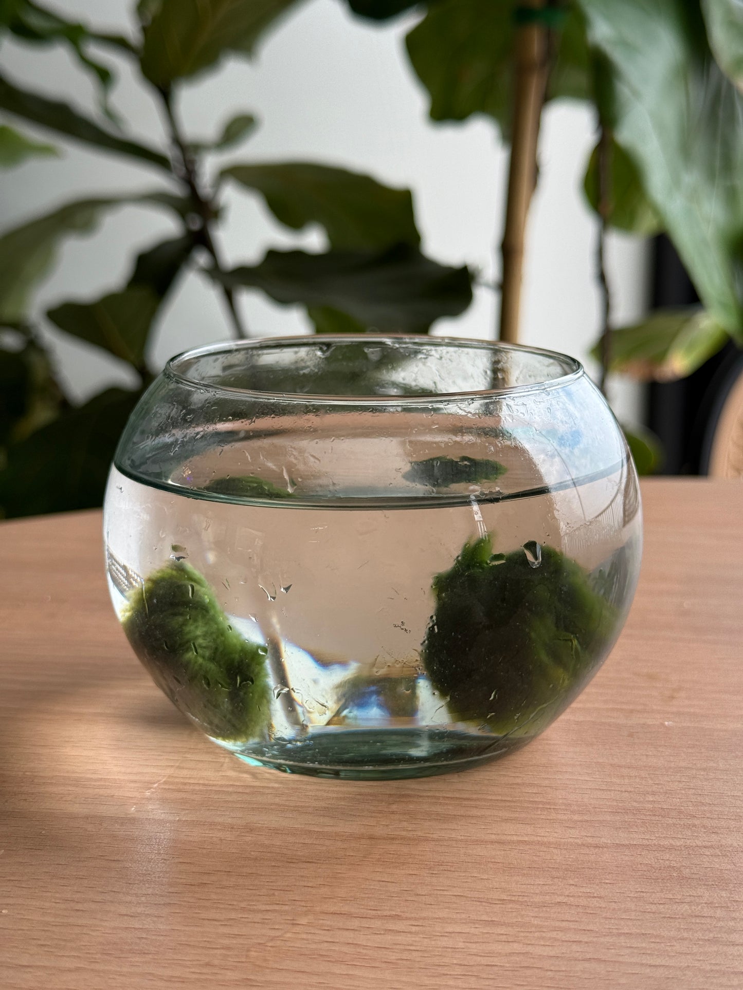 Marimo joven