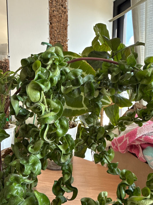 Hoya compacta verde